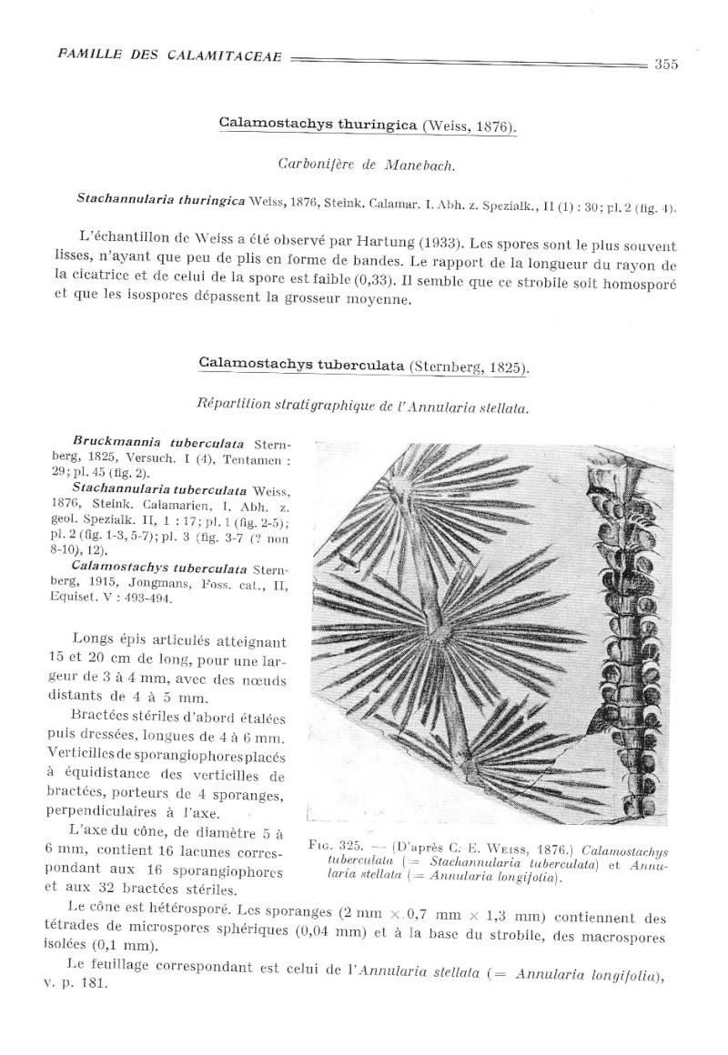 Calamites Schlotheim ,1820.  Annularia sternberg , 1822 .  - Page 4 P355_010