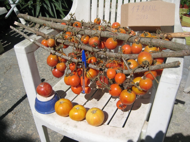Tomates à accrocher, conservées plus de six mois sans rien faire. Img_2310