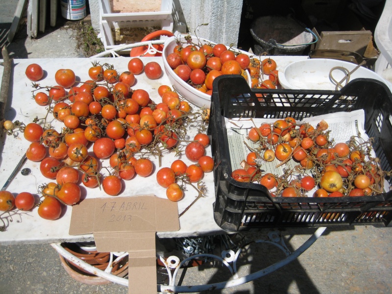 Tomates à accrocher, conservées plus de six mois sans rien faire. Img_2311