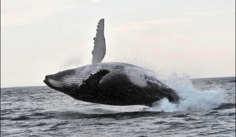 52 baleines mortes échouées sur une plage en Australie Large_10