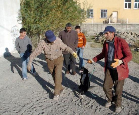 CHIEN percuté par un véhicule, broyé vivant dans une benne à ordures ! T510