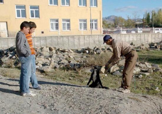 CHIEN percuté par un véhicule, broyé vivant dans une benne à ordures ! Turqui11