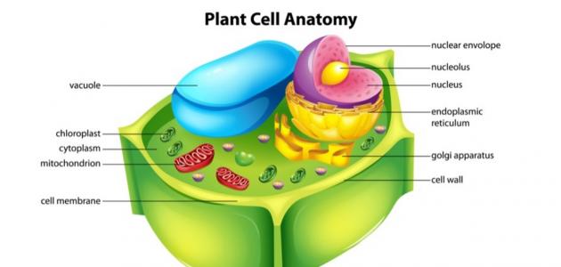 مكونات الخلية النباتية ووظائفها Aaiao_12