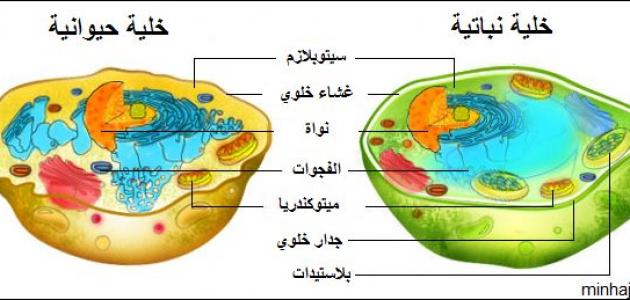 مكونات الخلية الحيوانية Aaiao_13