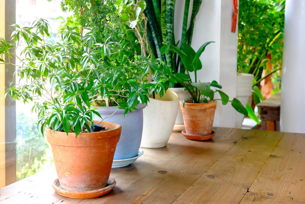 هل تنقي النباتات المنزلية الهواء في بيتك؟ Gettyi12