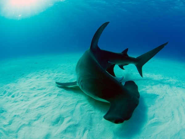 7 أسباب تجعلنا محظوظين لوجود أسماك القرش في عالمنا  Sharks10