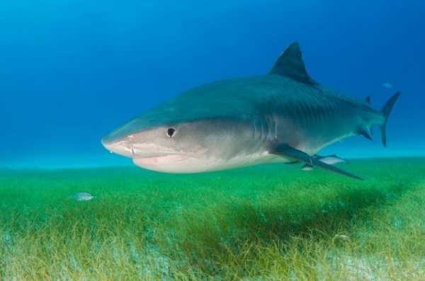 7 أسباب تجعلنا محظوظين لوجود أسماك القرش في عالمنا  Sharks12