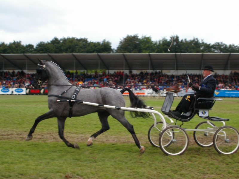 En octobre 2008, Pierre Clément et moi étions présent au championnats du monde d'attelage à 4 chevaux en Hollande Dcfc0011