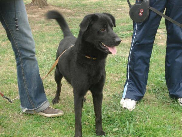 Batman cachorrito de 11 meses x pastor belga tamaño mediano Batman11