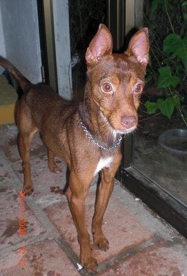 Bobby podenco tamaño pequeño de unos dos años, no caza el dueño le quiere pegar un tiro o llevarlo a la perrera! SOS! Bobbby10