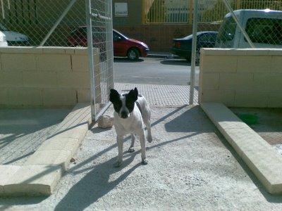 bobi, perrito adulto de unos 8-9kg en la calle! muy sociable! Bobi10