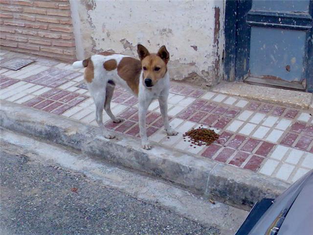 Box perrito joven tamaño pequeño en la calle tiritando de frio! una acogida para el?? SOS!! Box110