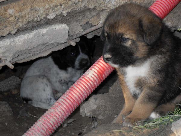 Mama y 4 cachorros en la calle, si nadie los acoge van a ir a la perrera!! estan en Jaen tamaño mediano Cach910