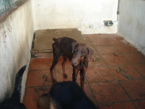 Doberman hembra de unos dos años con leishmania en perrera! urge sacarla! Dobi10