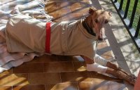 Hoppy galga perdida en Manresa Barcelona ENCONTRADA!! Galga11