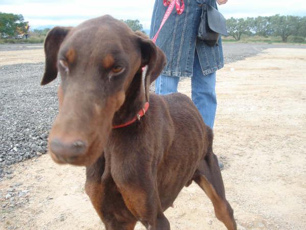 Hikari dobermann salvada de perrera muy enferma Hikari12