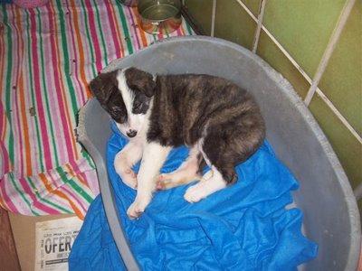 Keka cachorra de 2-3 meses cruce de mastin abandonada en una casa ahora esta en acogida Kela210