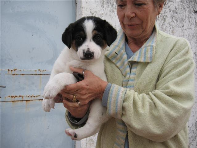 Mama y Kenzo su cachorro (2 meses) de tamaño mediano, estaban abandonados, ahora acogidos urge adopcion Kenzo10