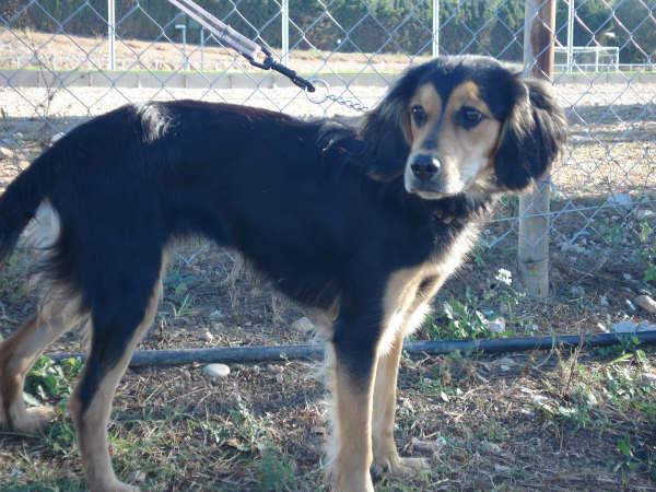 Laika x de Cocker de 10 meses color negro y fuego Laika310