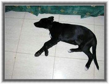 Lulu, cachorra tamaño mediano grande de 10 meses negrita preciosa! Lulu210