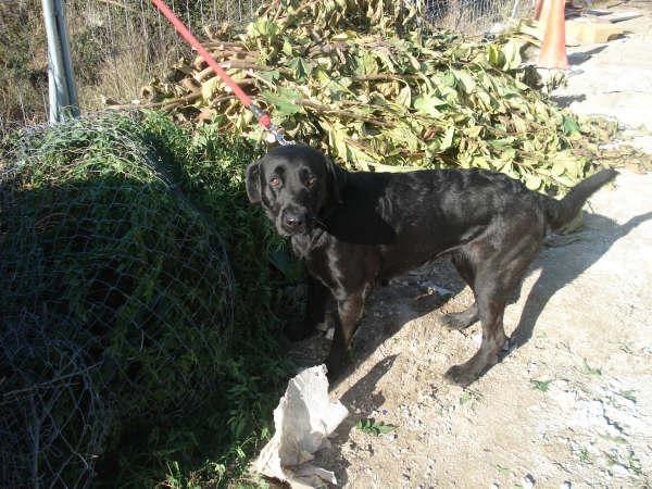 Luna labradora negra de unos 2 añitos muy cariñosa y sociable Luna410