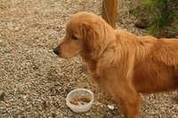 Maku precioso perrito x de golden de 8 meses los dueños lo querian sacrifiar porque tiene incontinencia urinaria, ahora esta acogido. Maku310