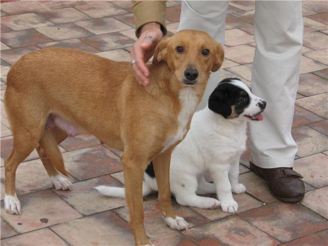 Mama y Kenzo su cachorro (2 meses) de tamaño mediano, estaban abandonados, ahora acogidos urge adopcion Mama11