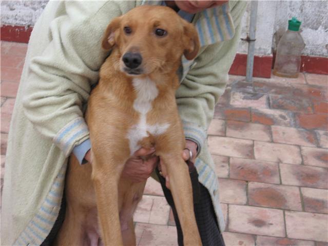Mama y Kenzo su cachorro (2 meses) de tamaño mediano, estaban abandonados, ahora acogidos urge adopcion Mama211