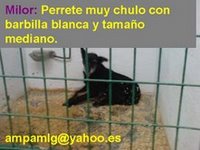 4 Perros muy urgentes en la perrera (se han anulado sus adopciones) no les queda tiempo! Milor10