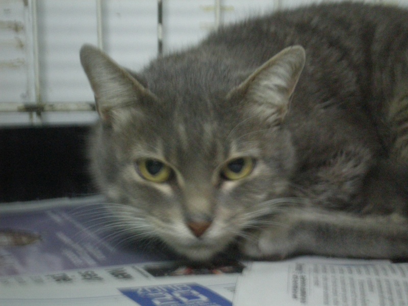 Mona gatita de 8 meses atigrada gris azulada, preciosa esta en acogida urge adoptante! Mona_e10