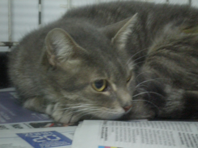 Mona gatita de 8 meses atigrada gris azulada, preciosa esta en acogida urge adoptante! Mona_p10