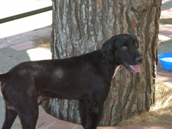 Perdido perro tamaño mediano grande negro en valencia Perdid16