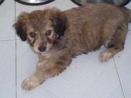 Rober  cachorro de 2 meses muy cariñoso necesita adopcion o acogida Rober10