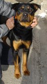 Rottweiler de un añito en adopcion, esta en sevilla Rott10
