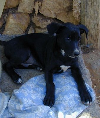 SOS Mama y tres cachorros x de husky seran medianos grandes!! urgente!! estan en el campo! Sam10