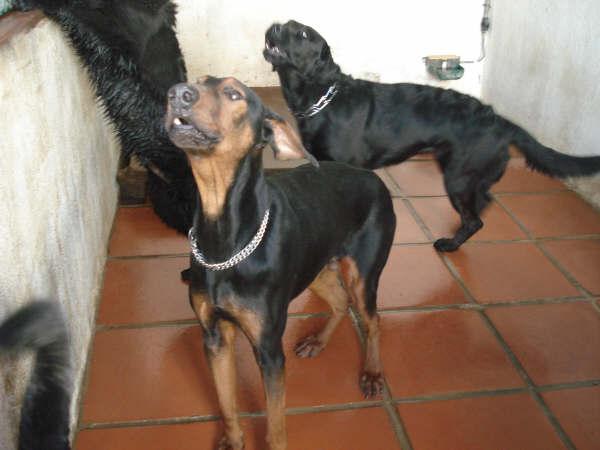 Set dobermann de 1,5 años en adopcion Set210