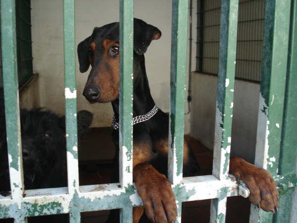 Set dobermann de 1,5 años en adopcion Set310