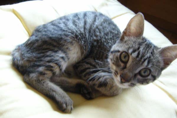 Tigressa gatita de unos 4 meses que ya ha sufrido mucho y se merece un buen hogar Tigres10