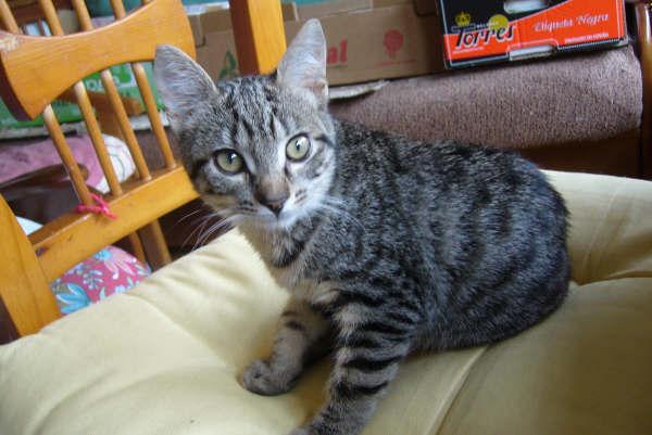Tigressa gatita de unos 4 meses que ya ha sufrido mucho y se merece un buen hogar Tigres11