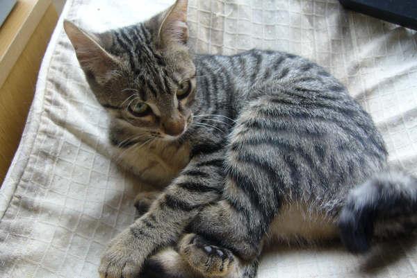 Tigressa gatita de unos 4 meses que ya ha sufrido mucho y se merece un buen hogar Tigres13