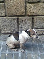 Perro pequeñito viejecito ha vivido siempre en la calle ahora los vecinos lo echan y no le ponen comida!! Viejet10