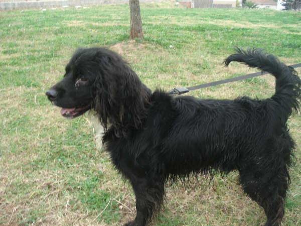 Zape x de Cocker  de 4 añitos precioso Zape10