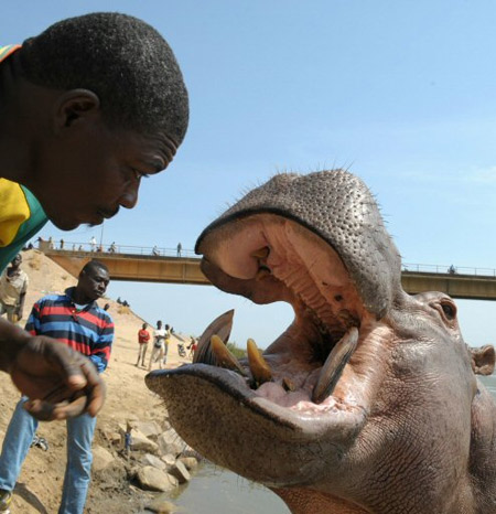 Hipopótamo domesticado vira atração turística em Camarões Xi13
