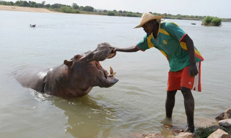 Hipopótamo domesticado vira atração turística em Camarões Xi16