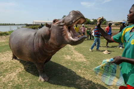 Hipopótamo domesticado vira atração turística em Camarões Xi17