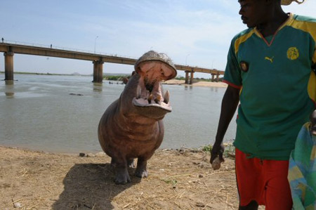 Hipopótamo domesticado vira atração turística em Camarões Xi18