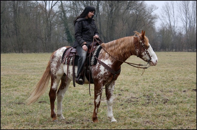 Jack en round pen et ballade 2013