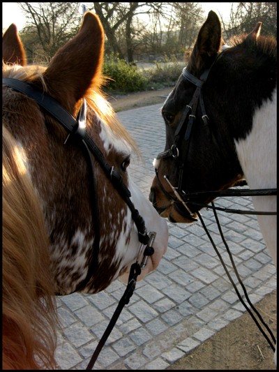 Pablo paint X arabian tobiano Img_0017