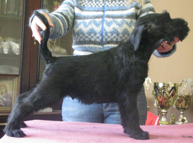 Our giant puppies!!! Male3a10