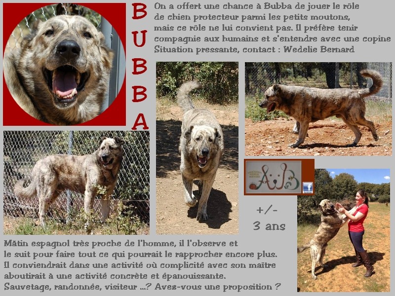 BUBBA mâle environ 3 ans - Ariège Bubba_10